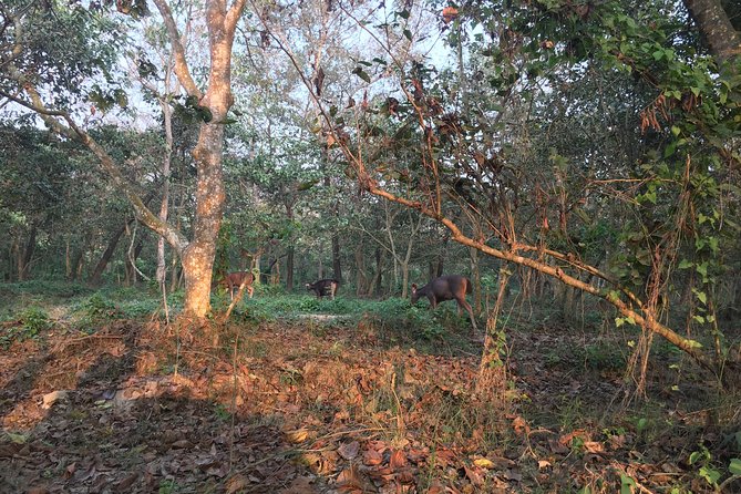 1 Night 2 Days Chitwan Jungle Safari Tour from Kathmandu - Reaching the resort and meeting the local team