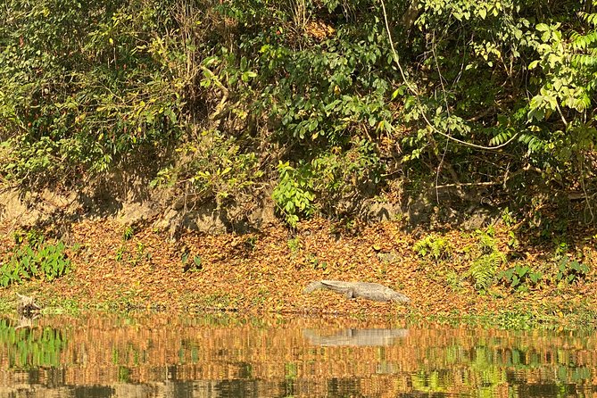 1 Night 2 Days Chitwan Jungle Safari Tour from Pokhara or Kathmandu - A morning made for birds
