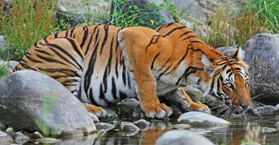 3-Day Chitwan Jungle Safari Adventure From Kathmandu/Pokhara - Key points to know before booking