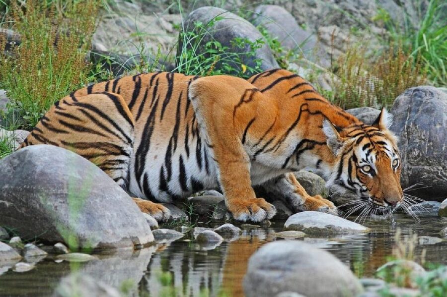 3-Day Chitwan Jungle Safari Adventure From Kathmandu/Pokhara - Chitwan National Park beyond the animal sightings