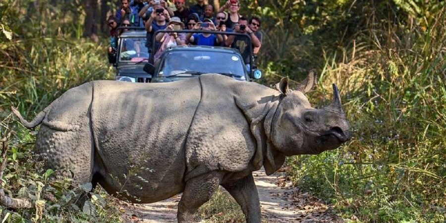 3-Day Chitwan Jungle Safari Adventure From Kathmandu/Pokhara - Day three: an early start and the return coach