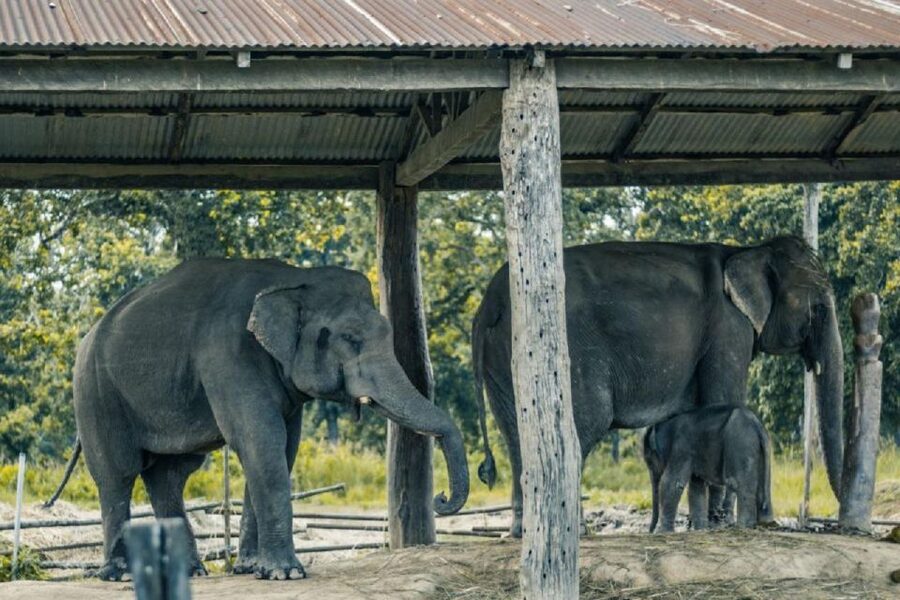 3-Day Chitwan Jungle Safari Adventure From Kathmandu/Pokhara - What the $158 price covers
