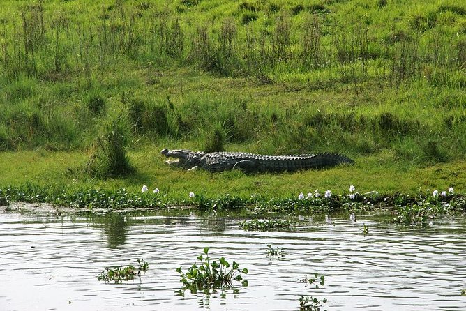 3-Day Chitwan Jungle Safari Tour from Kathmandu - Practical advice for a smoother trip