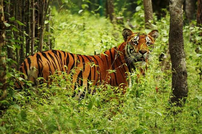3-Day Chitwan Jungle Safari Tour from Kathmandu - Should you book the 3-Day Chitwan Jungle Safari?