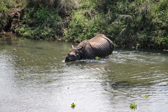 3-Day Chitwan Jungle Safari Tour from Kathmandu - Day 2: Canoes, birds, and the search for rhinos