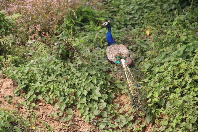 3-Day Chitwan National Park Jungle Safari Tour Package with Pick Up - Jeep safari, jungle walk, and wildlife expectations