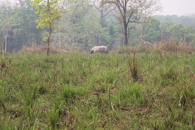 3-Day Chitwan National Park Jungle Safari Tour Package with Pick Up - The third morning and return to Kathmandu