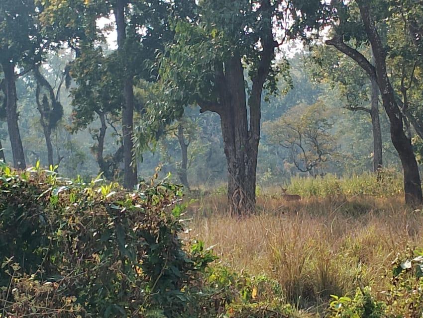 3 Nights 4 Days Chitwan National Park with Tower Night Stay - Who should choose this Chitwan experience?