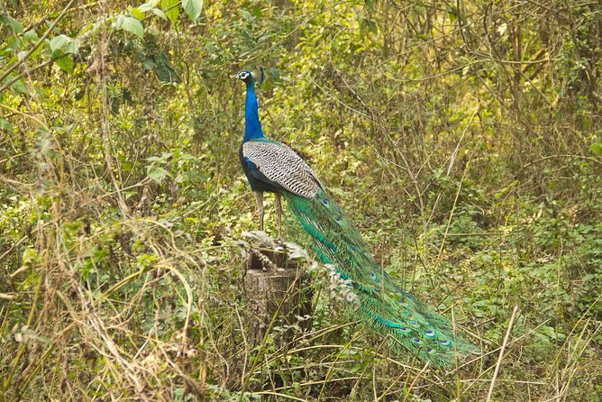 3 Nights 4 Days Chitwan National Park with Tower Night Stay - What you might see, and what you should not expect