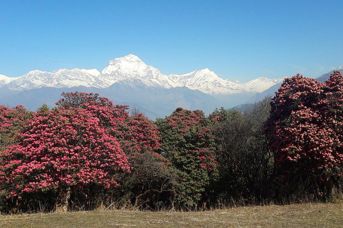 4-Day Private Poon Hill Trekking Tour - Key points to know before booking