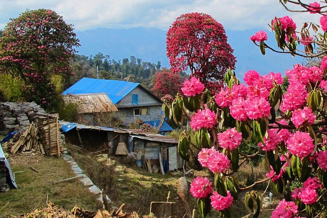 4-Day Private Poon Hill Trekking Tour - Day three: sunrise at Poon Hill and a long mountain day