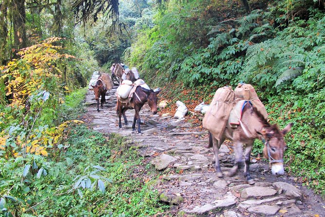4-Day Private Poon Hill Trekking Tour - Food, accommodation, and practical comfort