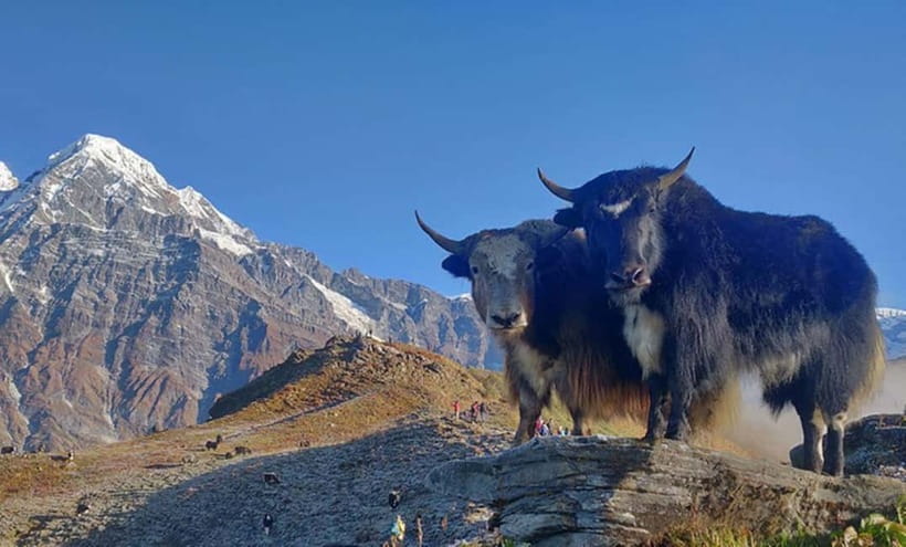 4 Days Pikey Peak Trek : The Best View of Mt Everest - Day 4: Back to Dhap and the road to Kathmandu