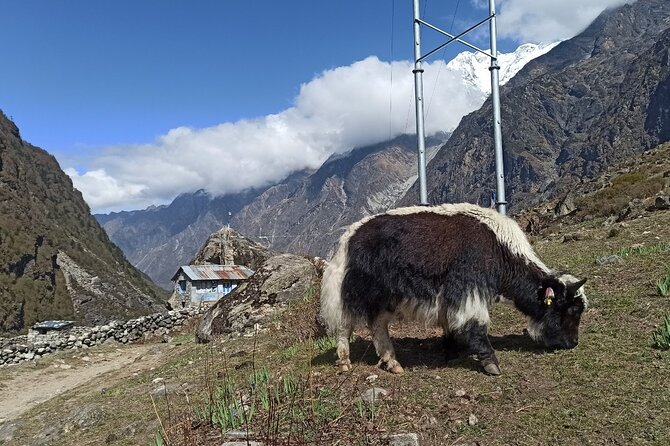 7 Days Langtang Valley Trek from Kathmandu - Why Langtang works so well in seven days