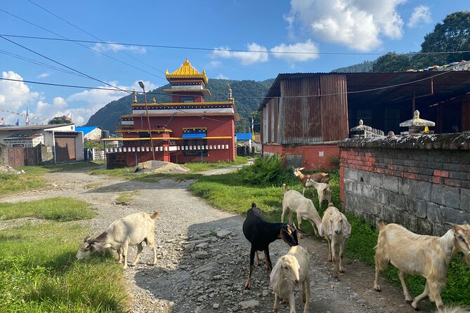 Afternoon Tibetan Cultural Tour to Tibetan Settlements Pokhara - Who will get the most from this experience