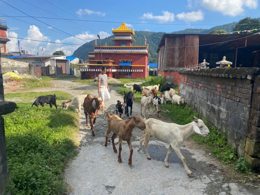 Afternoon Tibetan cultural tour - Starting from Lakeside and heading to Pema Ts’al