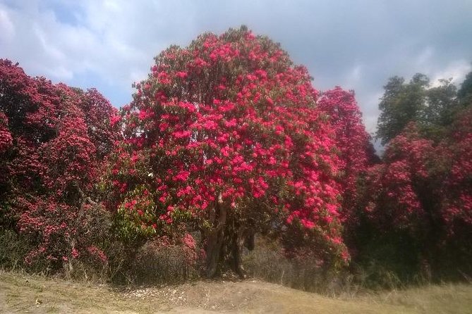Annapurna Base Camp Trek - 11 Days - The guide can shape the whole trip