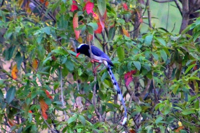 Changunarayan Hill to Telkot Hike Near Kathmandu Day Tour - Who will enjoy this hike most