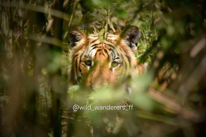 Chitwan: Full-Day Safari Canoeing and Jungle Walk and Jeep - Key points at a glance