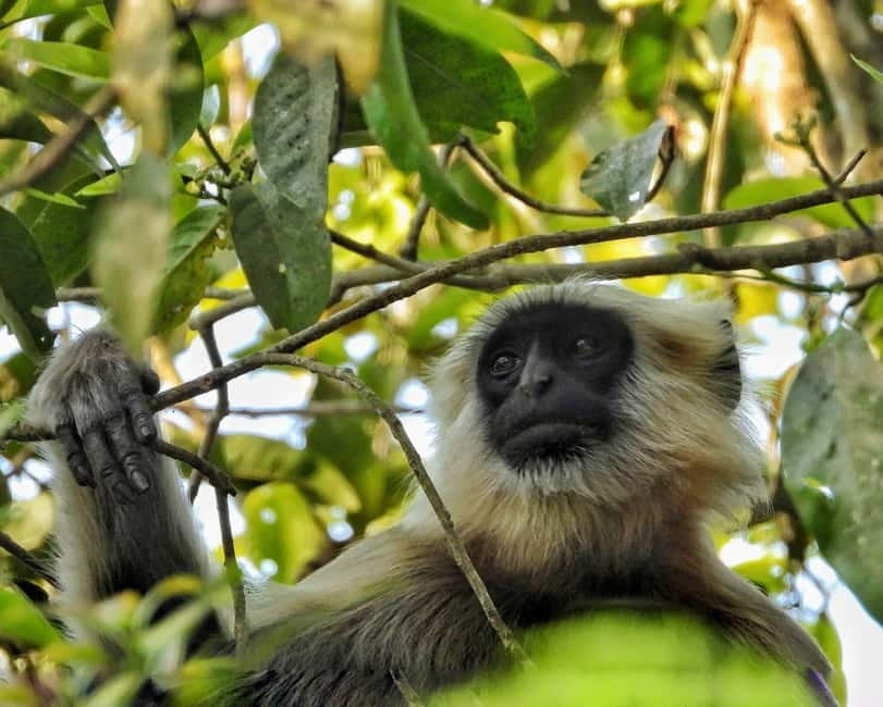 Chitwan: Full-Day Safari Canoeing and Jungle Walk and Jeep - What to bring and what to leave behind