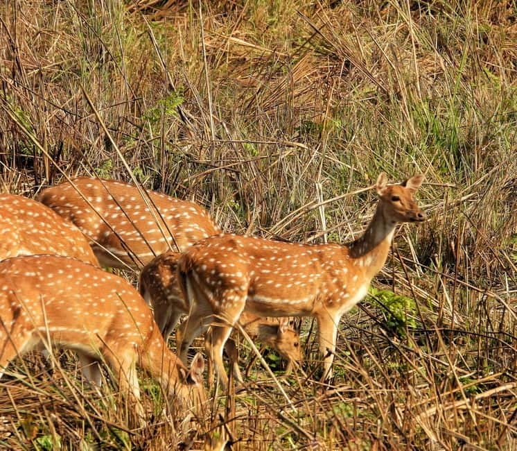 Chitwan: Full-Day Safari Canoeing and Jungle Walk and Jeep - Why this full-day Chitwan plan works