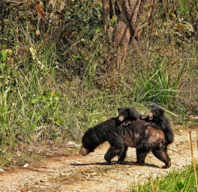 Full-Day Safari Canoeing and Jungle Walk and Jeep