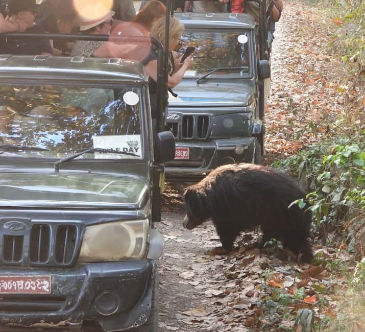 Chitwan: Full-Day Safari Canoeing and Jungle Walk and Jeep - Lunch and the four-hour jeep safari