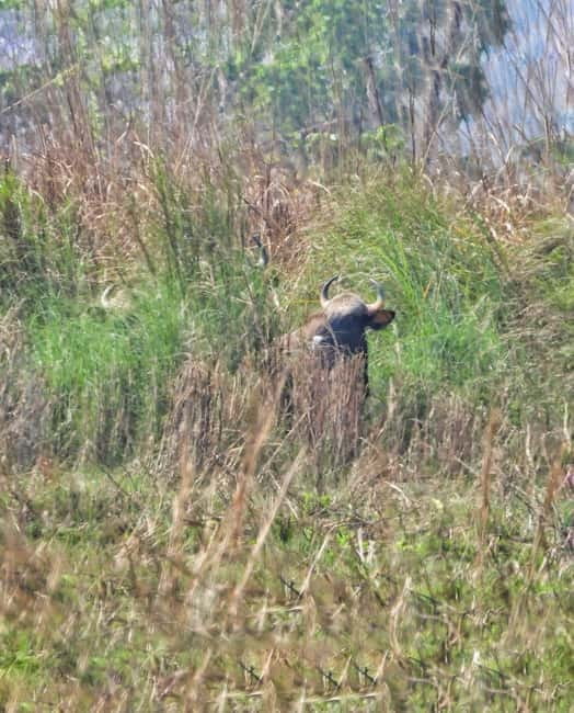 Chitwan: Full-Day Safari Canoeing and Jungle Walk and Jeep - The crocodile breeding center for 100 rupees