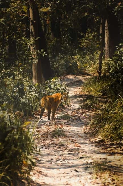 Chitwan: Full-Day Safari Canoeing and Jungle Walk and Jeep - Guides and the small-group advantage
