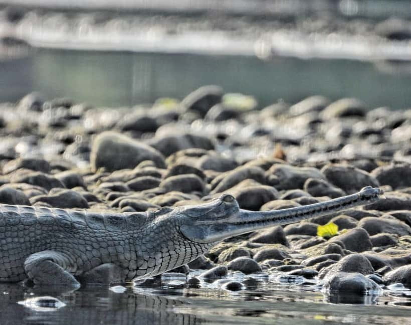 Chitwan: Full-Day Safari Canoeing and Jungle Walk and Jeep - Timing, seasons, and the monsoon change