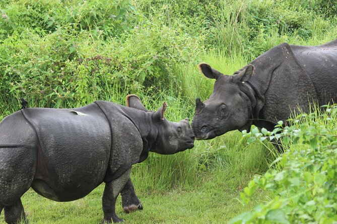 Chitwan National Park Tour - The afternoon jeep safari