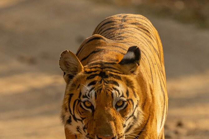Chitwan National Park Tour - Who will get the most from this short safari