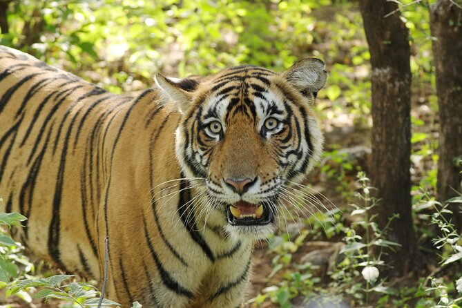 Chitwan National Park Tour - Canoeing and a jungle walk on the second morning