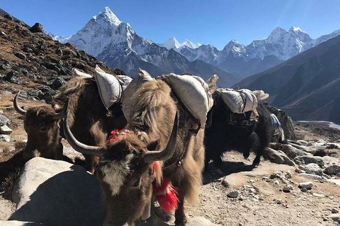 Everest Base Camp Trek 12 Days – Best Himalayan Adventure - Guides, porters, and the human side of the trek