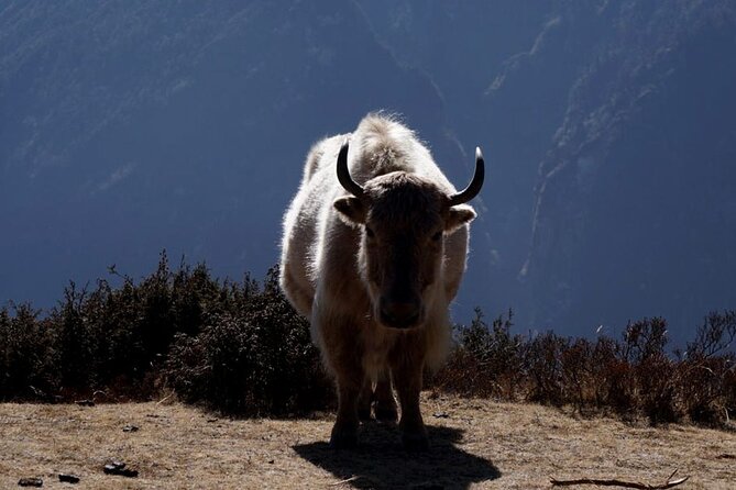 Everest Base Camp Trekking - 2025/2026 - Guides, porters, and the human side of the trip