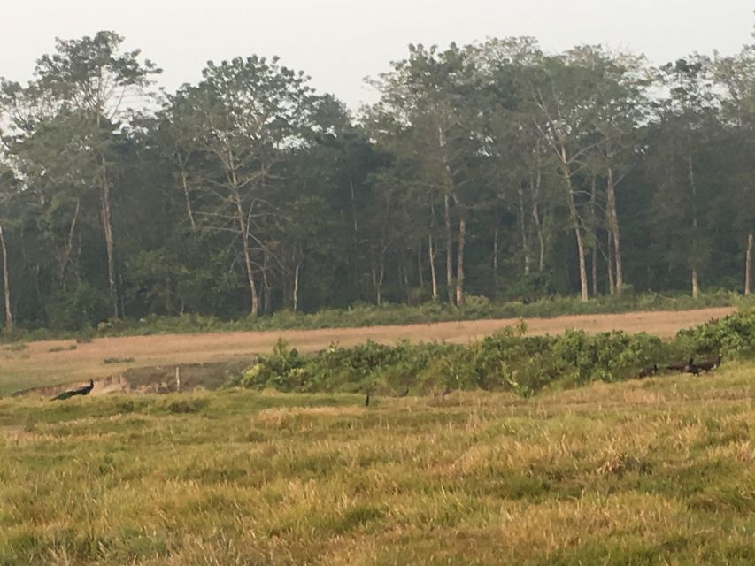 From Chitwan: Full Day Jeep Safari in Chitwan National Park - Key points to know before booking