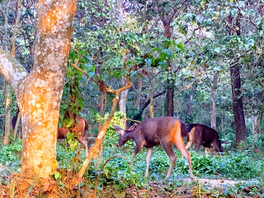 From Chitwan : Jeep Safari,Canoeing,Forest walk Day Tour - The 45-minute canoe ride on the Rapti River