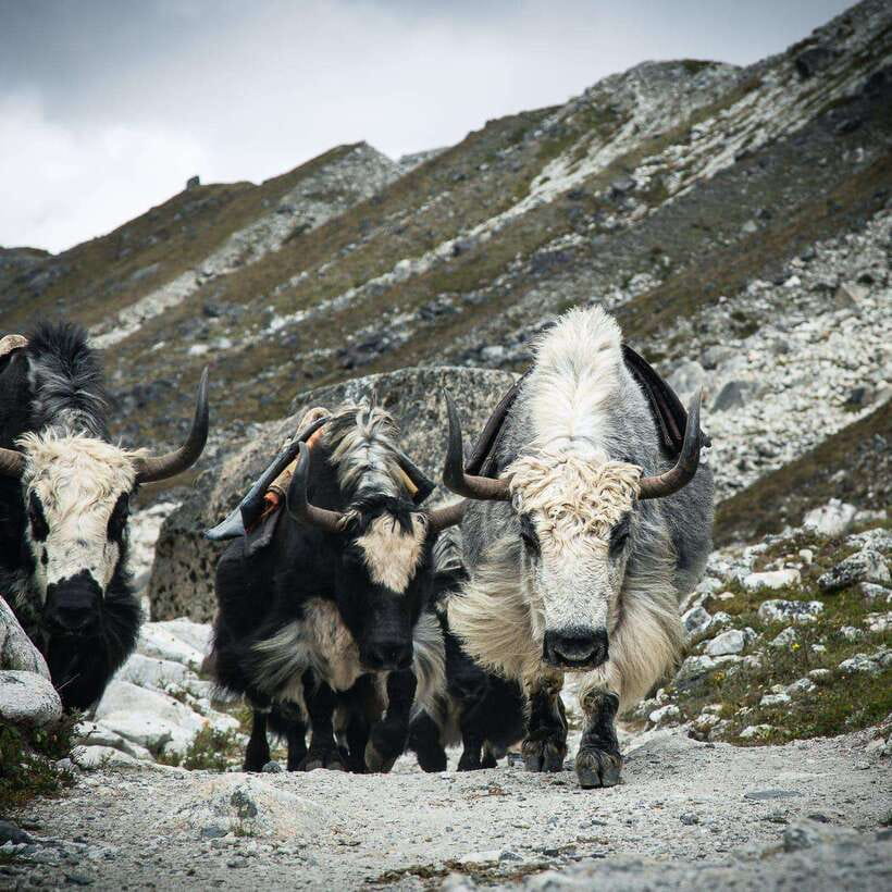 From Kathmandu: Guided Everest Base Camp Trek - Lobuche and Gorak Shep mark the high point of the trek