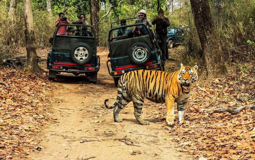 From Kathmandu/Pokhara: 2, 3, or 4-Day Chitwan Jungle Safari - Choosing between two, three, and four days