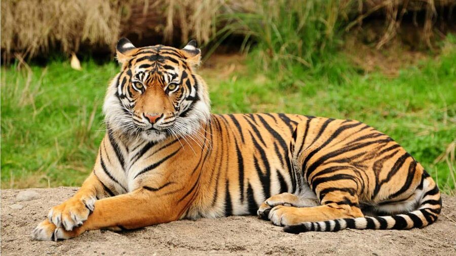 From Kathmandu/Pokhara: 3-Day All-Inclusive Chitwan Safari - Why this Chitwan package is good value at $149