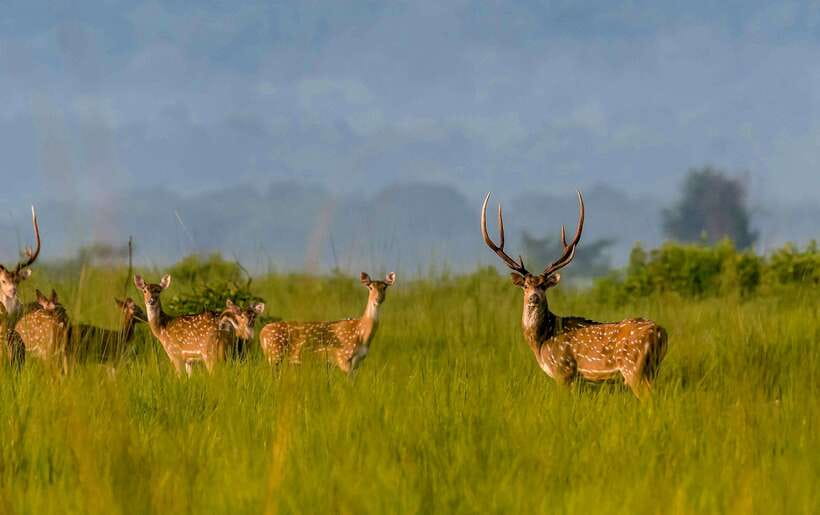 From Kathmandu/Pokhara: 3-Day Chitwan National Park Tour - Day one: settling into Sauraha and watching the sunset
