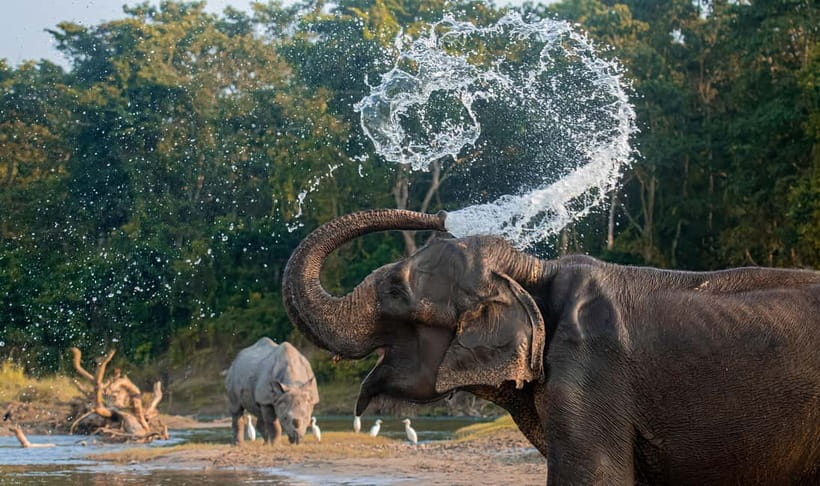 From Kathmandu/Pokhara: 3-Day Chitwan National Park Tour - Day two: canoe, jungle walk, and the elephant center