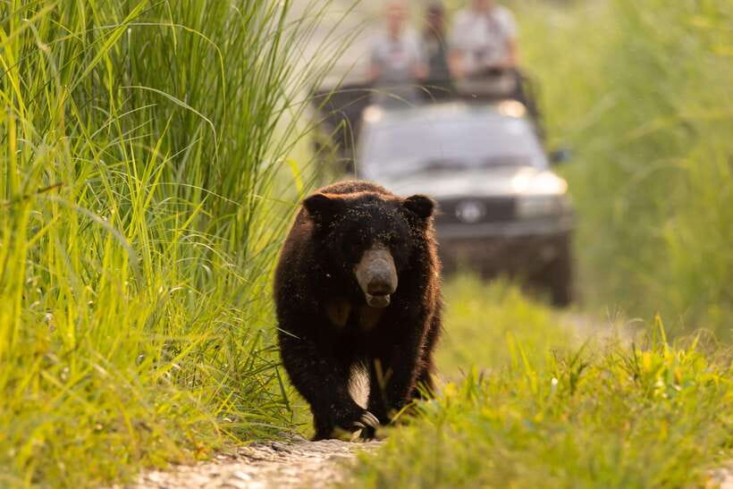 From Kathmandu/Pokhara: 3-Day Chitwan National Park Tour - The jeep safari and your best chance to cover ground