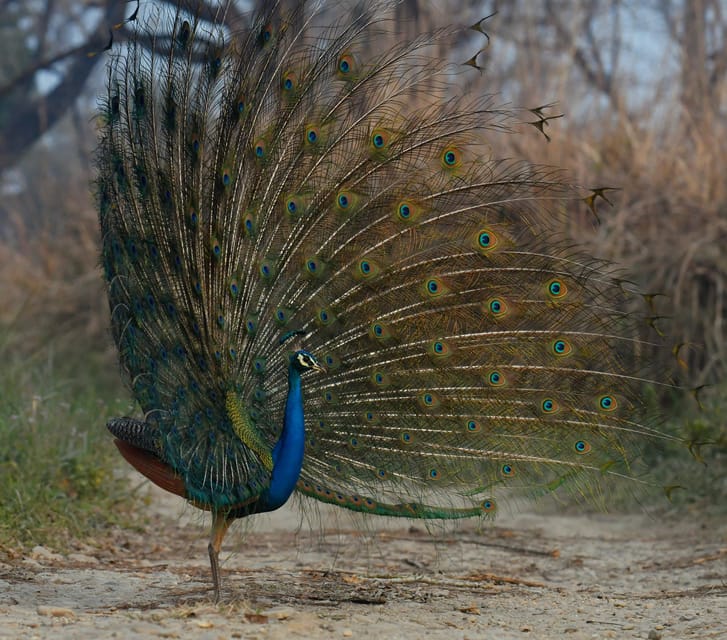 From Kathmandu/Pokhara: 3-Day Chitwan National Park Tour - Who will enjoy this tour most