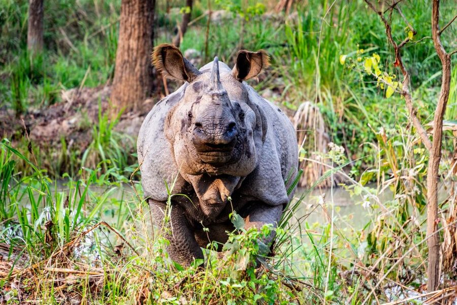 From Kathmandu/Pokhara: Private 3-Day Chitwan Safari Tour - Who should book this Chitwan safari