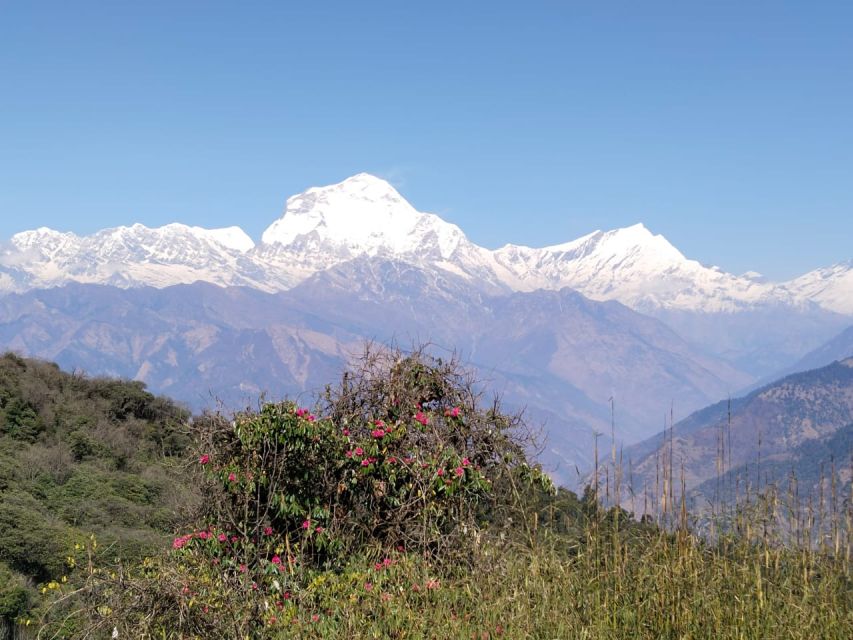 From Pokhara: 10-Day Poon Hill and Annapurna Base Camp Trek - Machhapuchhre Base Camp and Annapurna Base Camp