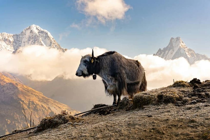 From Pokhara: 4-Day Mardi Himal Base Camp Trek - Who should book this trek