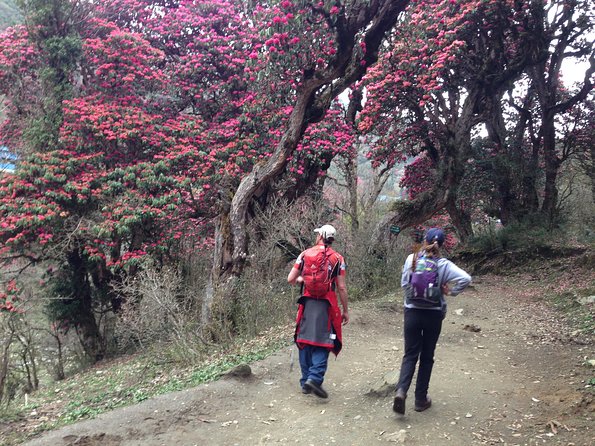 Ghorepani Poon Hill Trek - Guides, private groups, and the human side of the trek