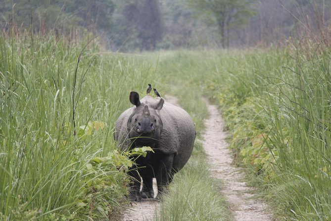 Jungle Towernight Stay In Chitwan National Park ,nepal-2 Nights 3 Days Package - One night in a tower, one night in a deluxe hotel