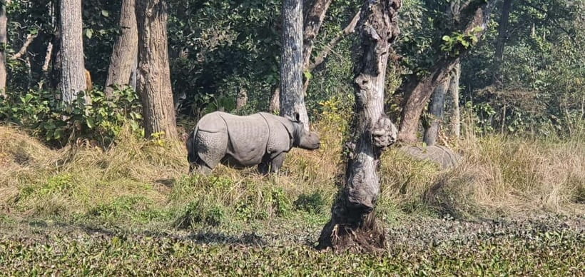 Kathmandu: 3-Day Chitwan Safari Tour with Hotel Transfers - What this Chitwan trip really gives you